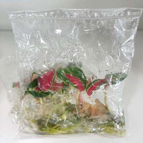 Tissue Culture Aglaonema Suk som Jaipong (10 Plants/Glass Jar)