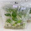 Tissue Culture Alocasia Dragon Scale (10 Plants/Glass Jar)