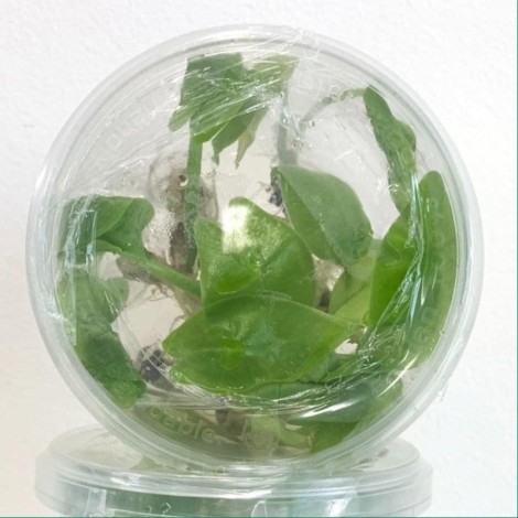 Tissue Culture Alocasia Longiloba Variegated (10 Plants/Glass Jar)