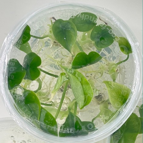 Tissue Culture Alocasia Reversa (10 Plants / Glass Jar)