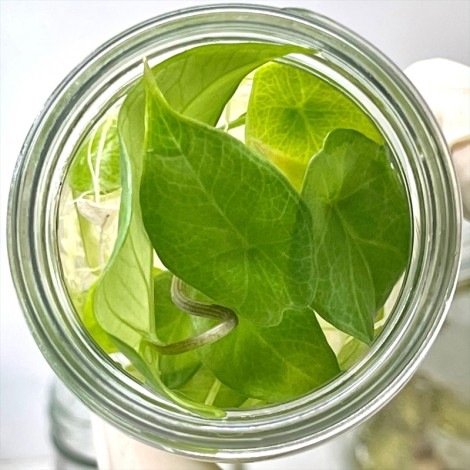 Tissue Culture Alocasia Scalprum (10 Plants / Glass Jar)