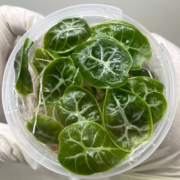 Tissue Culture Alocasia Watsoniana (10 ...