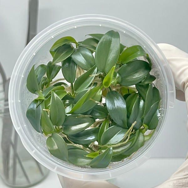 Tissue Culture Philodendron Bipennifolium (10 ...