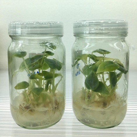 Tissue Culture Alocasia Melo (10 Plants/Glass Jar)