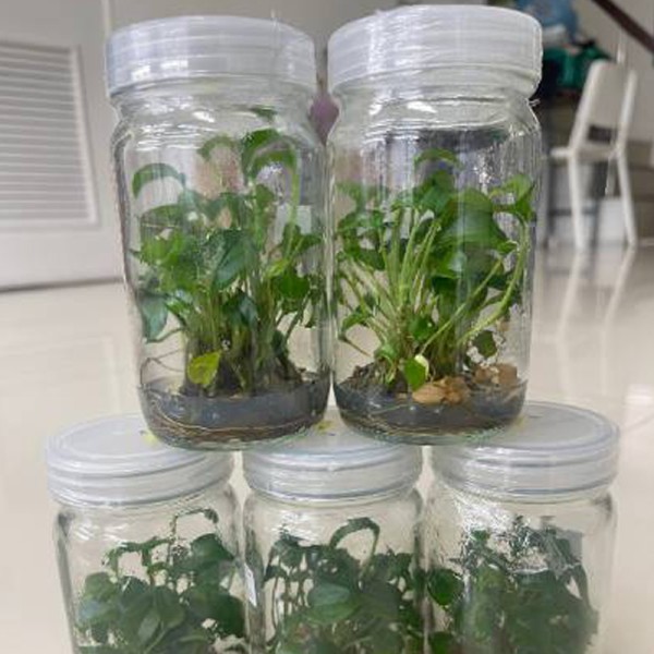 Tissue Culture Epipremnum Pinnatum (10 ...