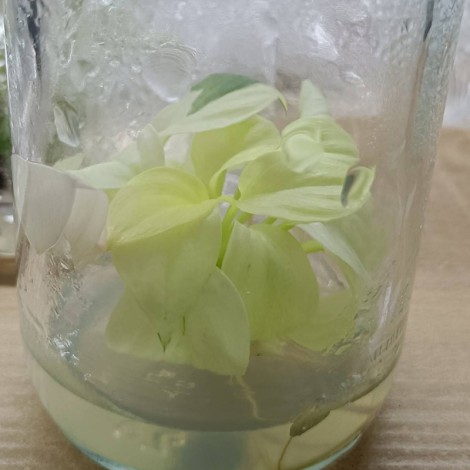 Tissue Culture Homalomena Rubescens Gold